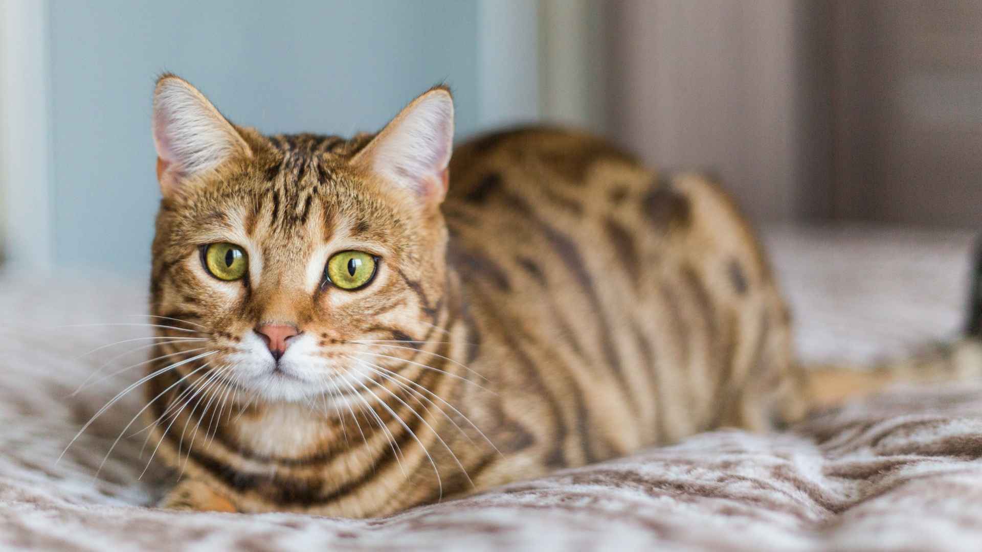 Top 10 Royal Looking Cat Breeds That Look Like Aristocrats