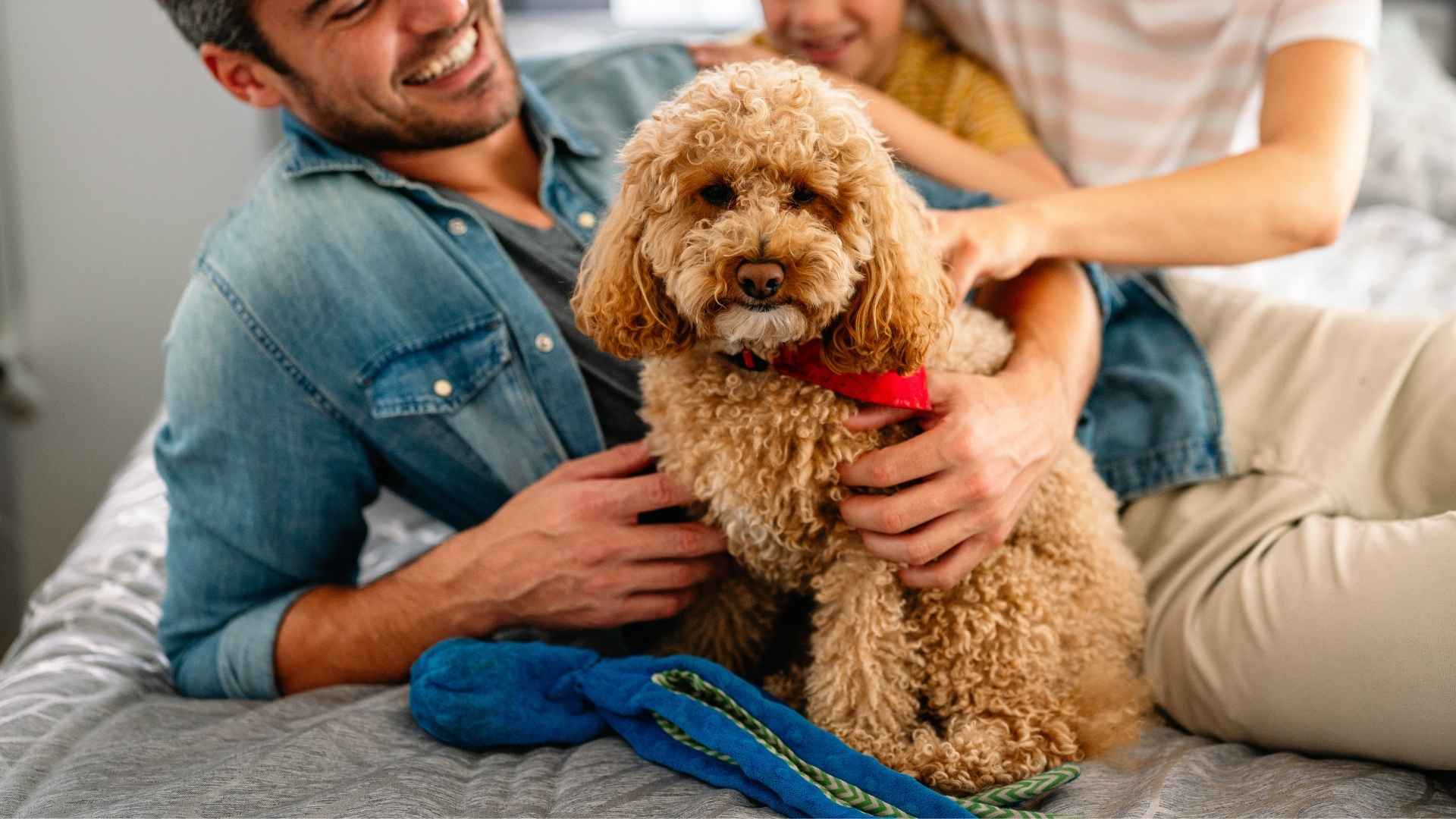 Top 10 Small Family-Friendly Dog Breeds Everyone Will Love