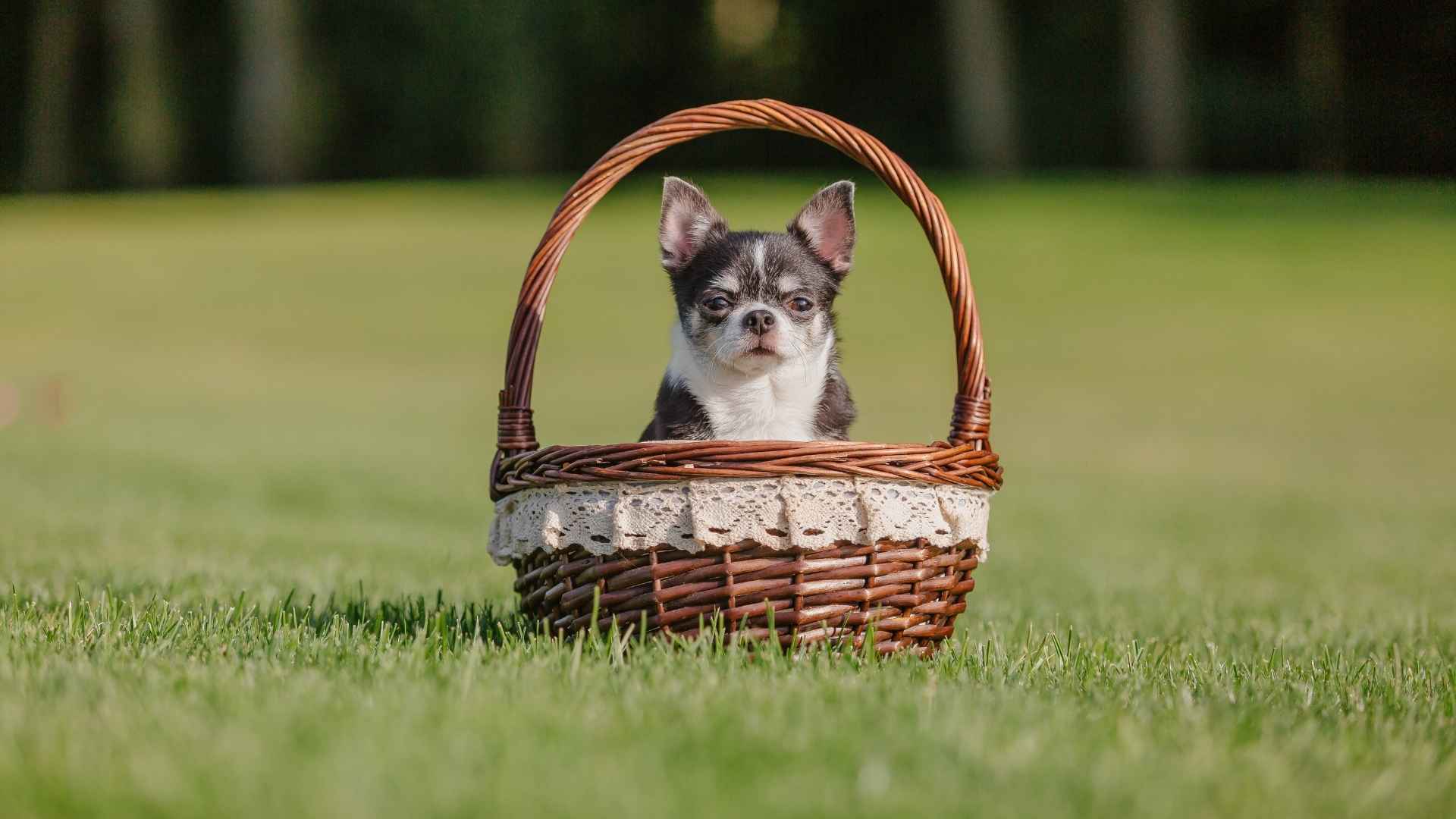 Top 10 Smallest Dog Breeds in the World for Any Home