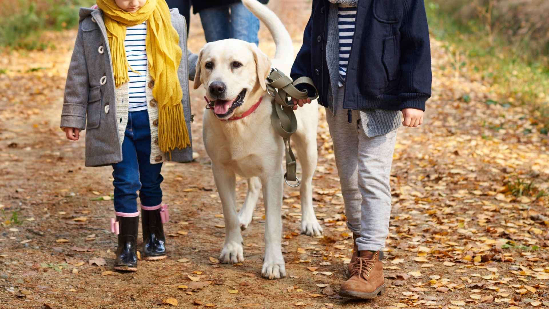 Top 7 Active Family Dog Breeds for Families on the Go