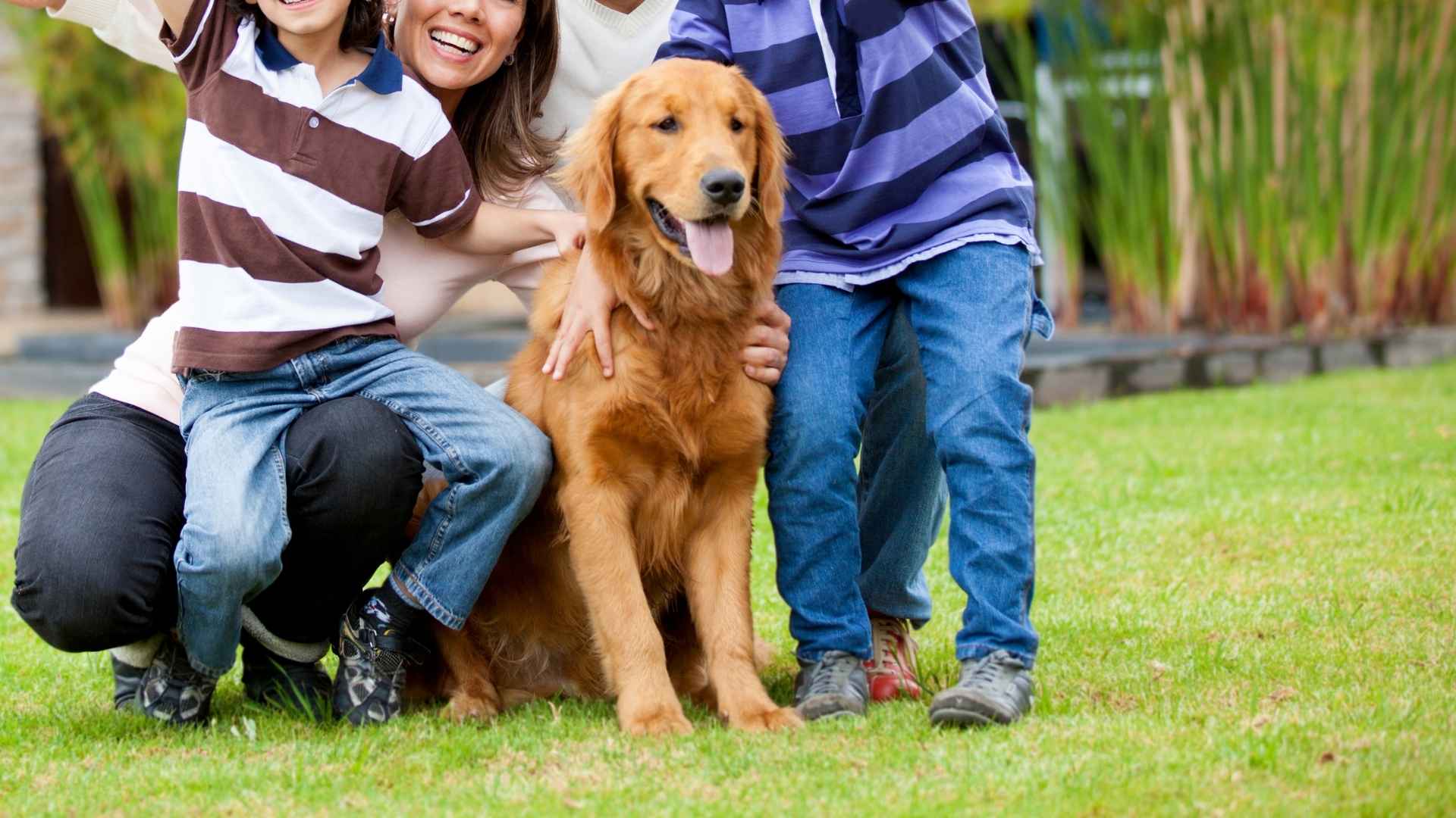 Top 7 Active Family Dog Breeds for Families on the Go