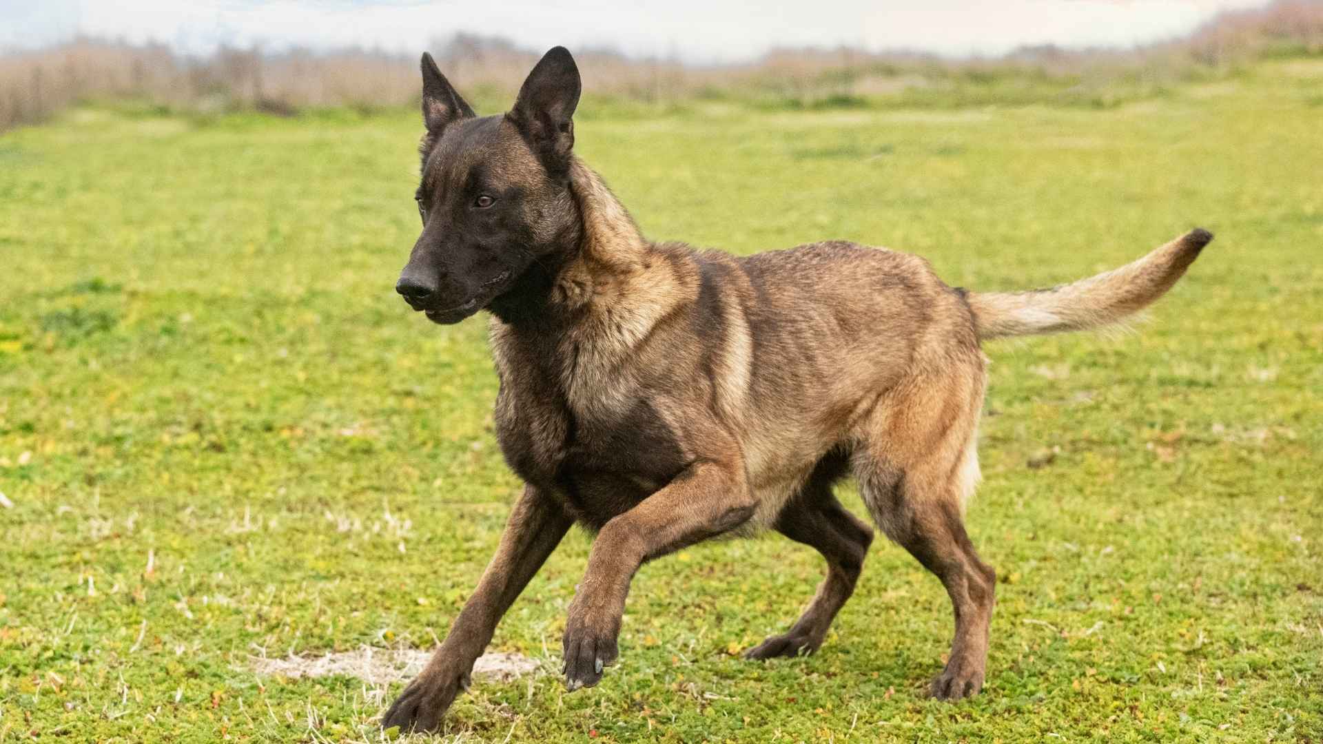 Top 7 Active Guard Dog Breeds That Keep Moving: Fast, Fearless, and Focused