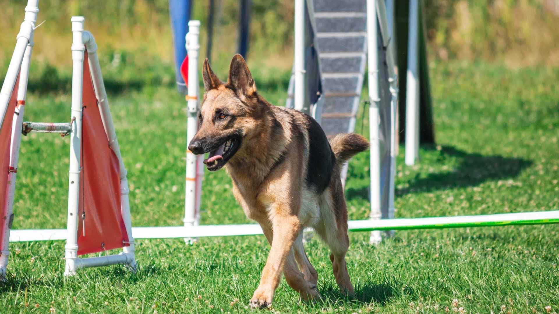 Top 7 Agile Guard Dog Breeds for Effective Protection in Any Situation