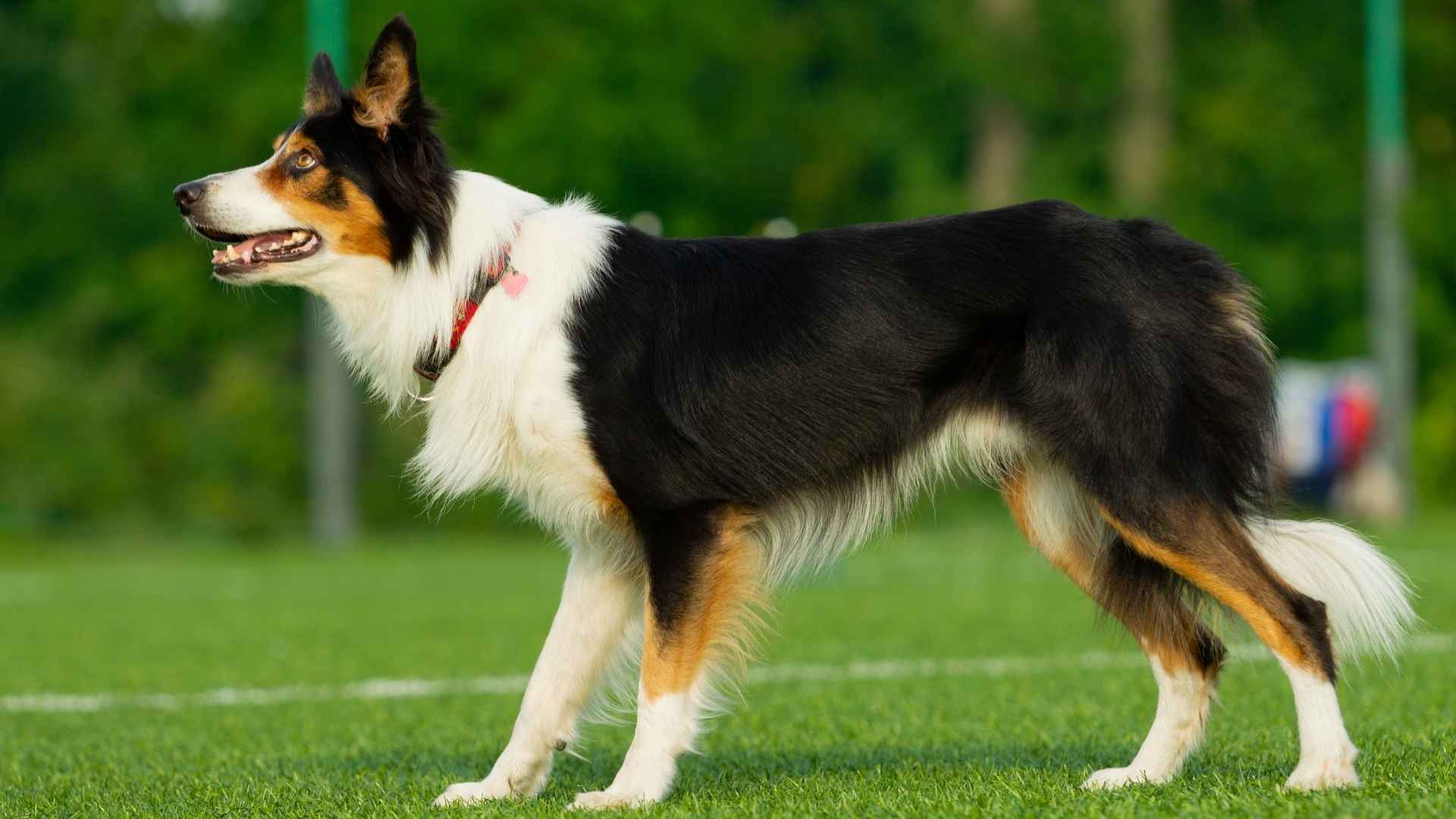 Top 7 Alert Sporting Dog Breeds: Active, Responsive, and Ready for Action