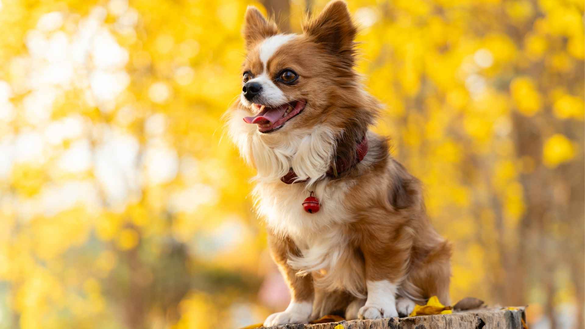 Top 7 Alert and Barky Dog Breeds with a Long Lifespan