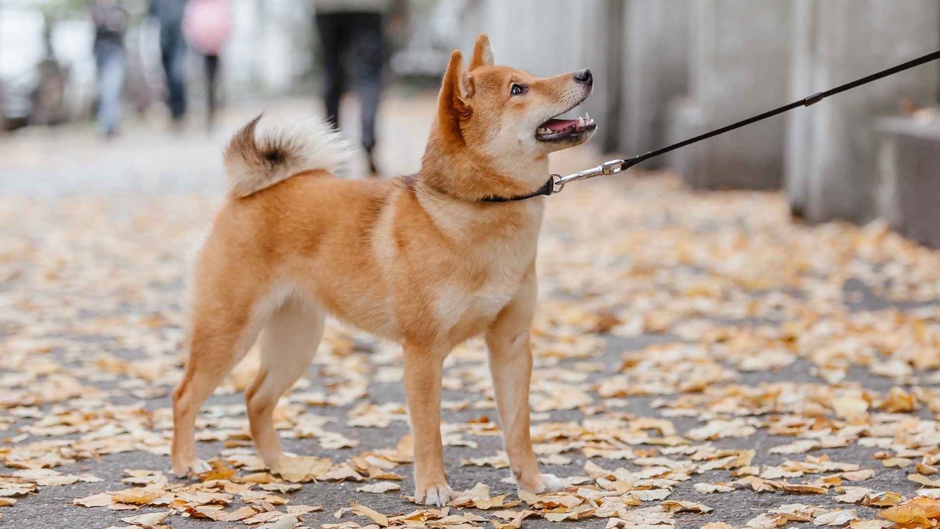 Top 7 Cautious Around Strangers Dog Breeds for Natural Home Protection