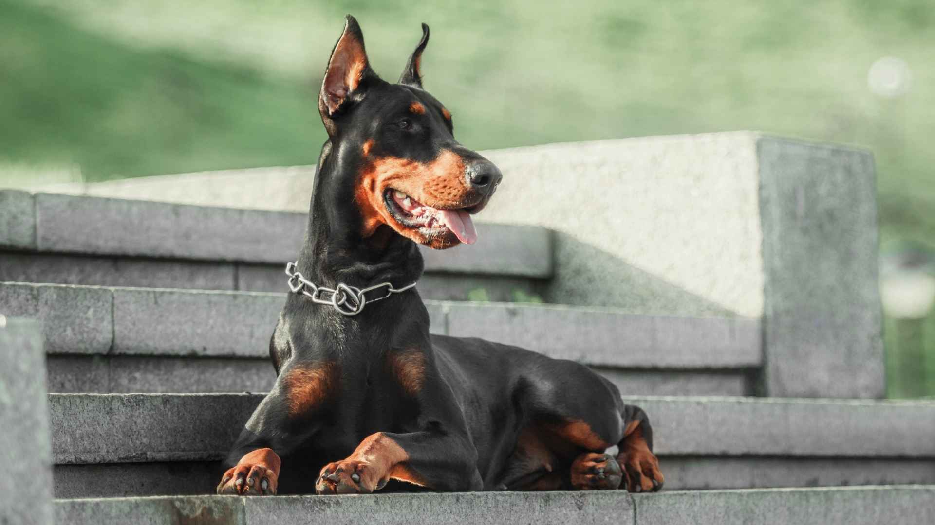 Top 7 Chill Guard Dog Breeds That Are Calm, Loyal, and Protective
