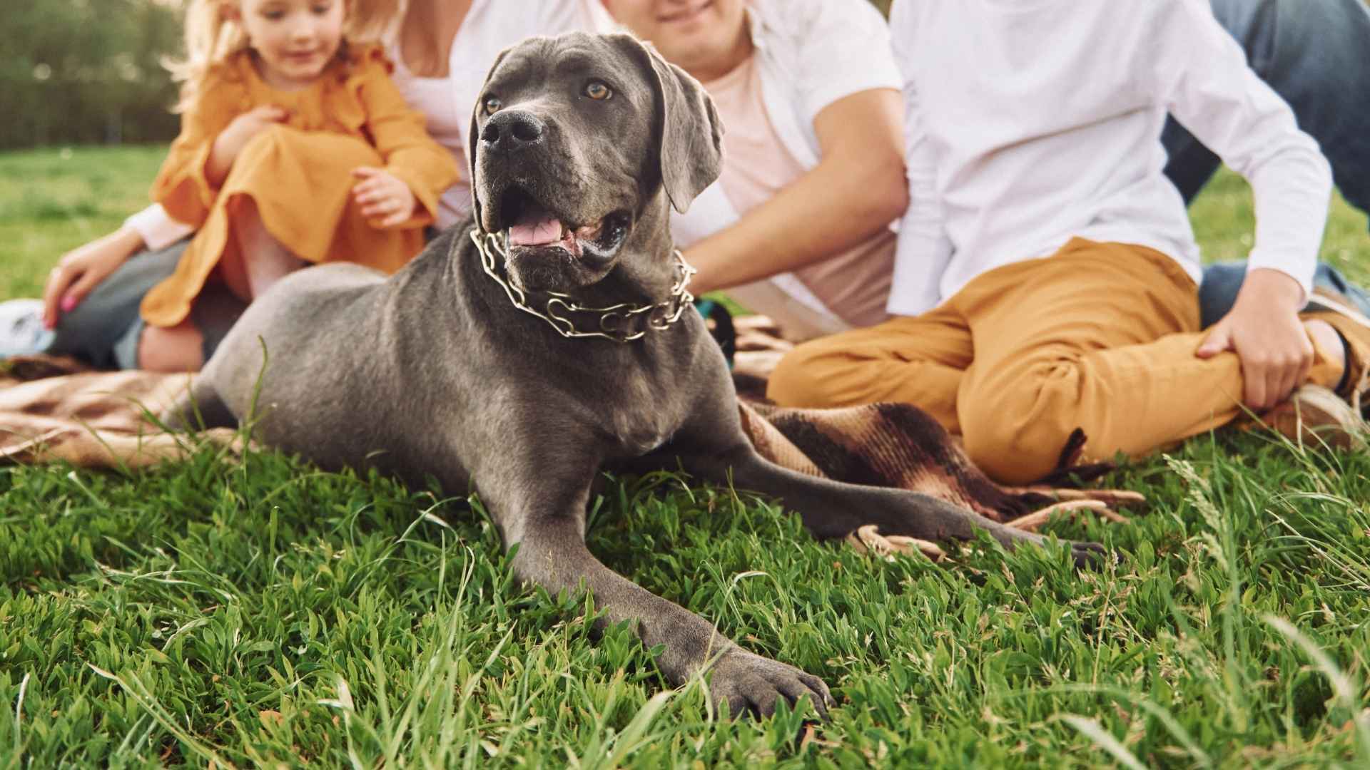 Top 7 Confident Dog Breeds Perfect for Happy, Active Families