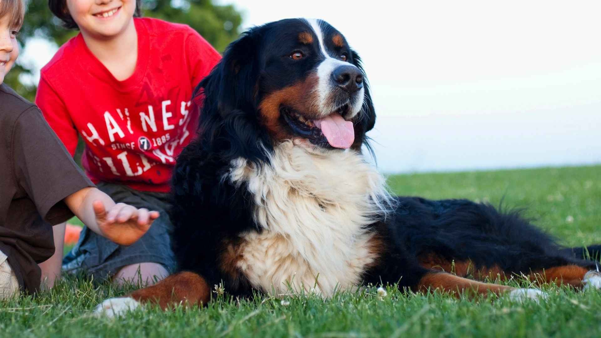 Top 7 Confident Dog Breeds Perfect for Happy, Active Families