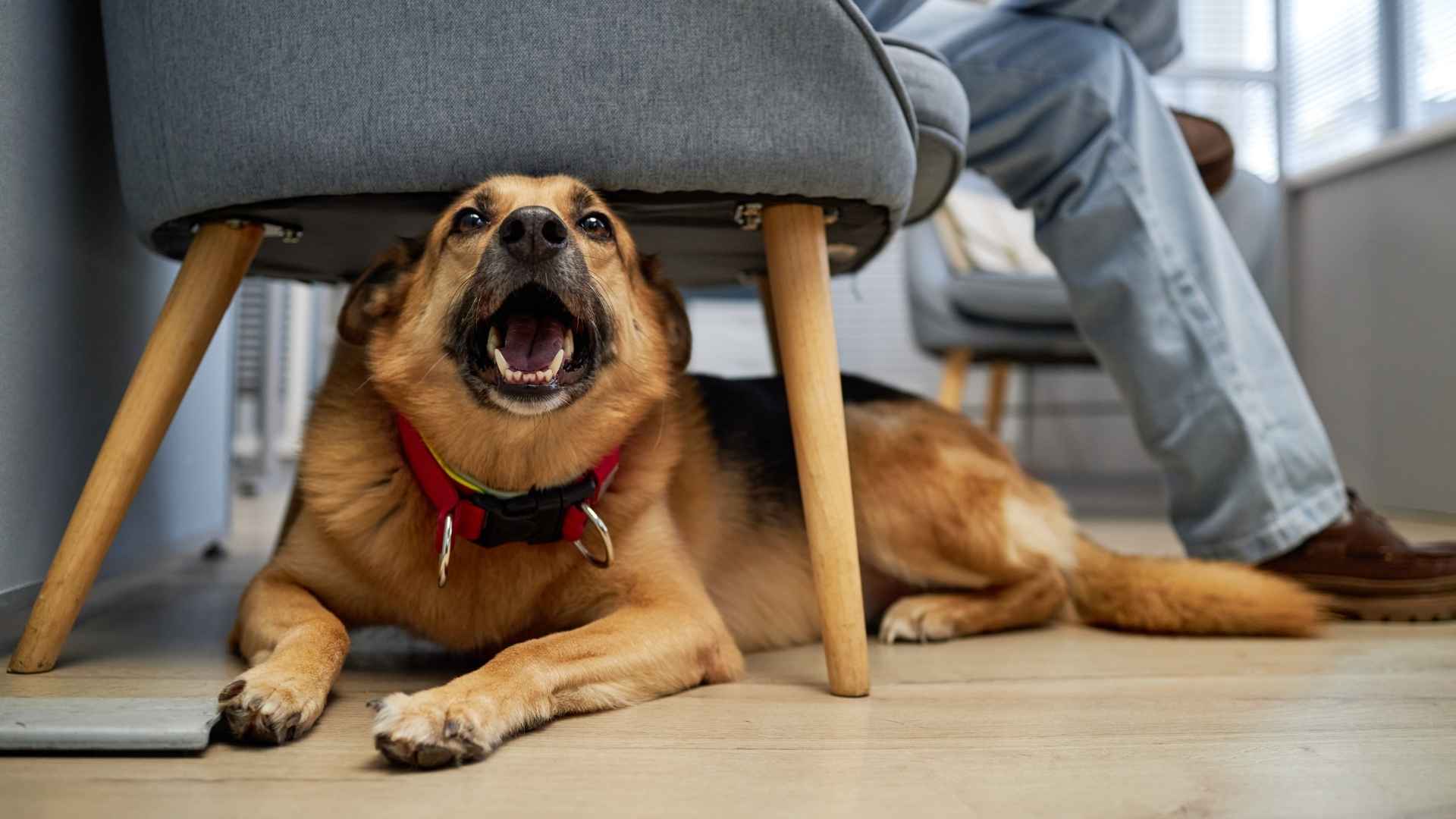 Top 7 Easily Startled Dog Breeds That Scare Easily