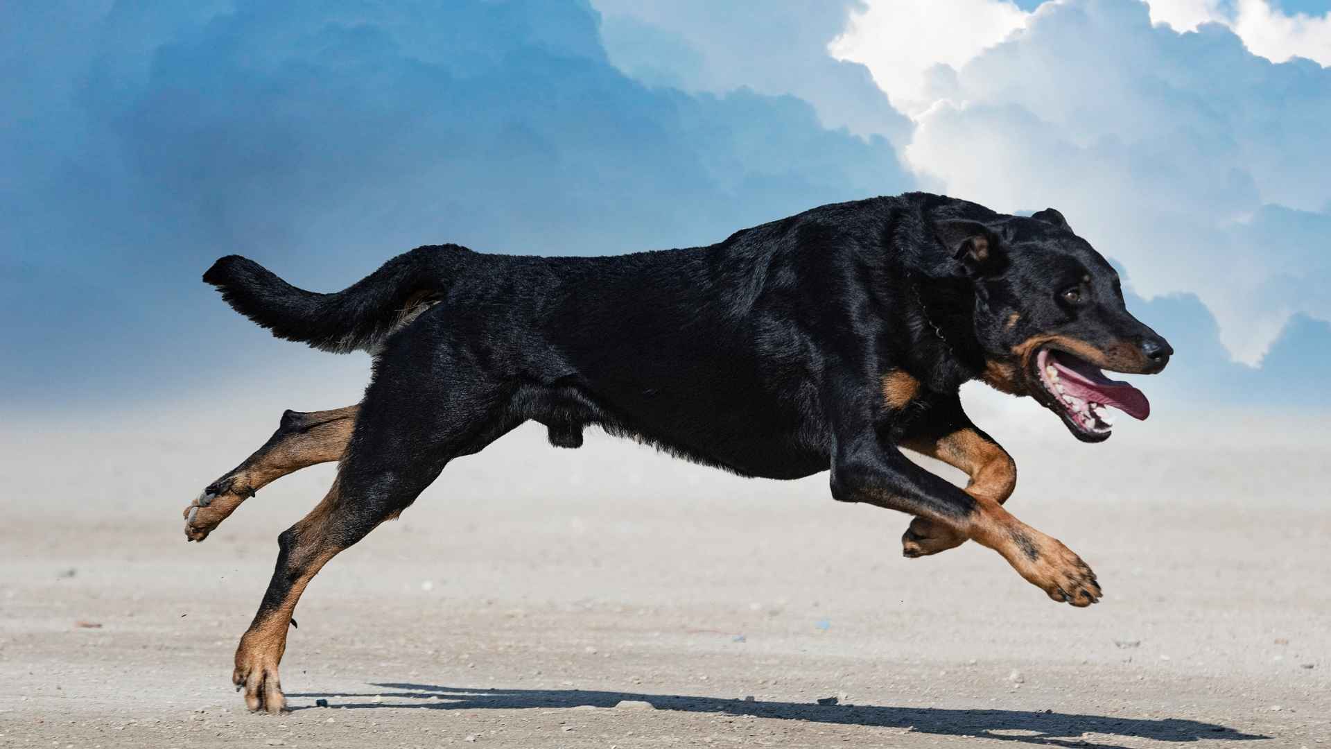 Top 7 Highly Fit Dog Breeds for Active Lifestyles
