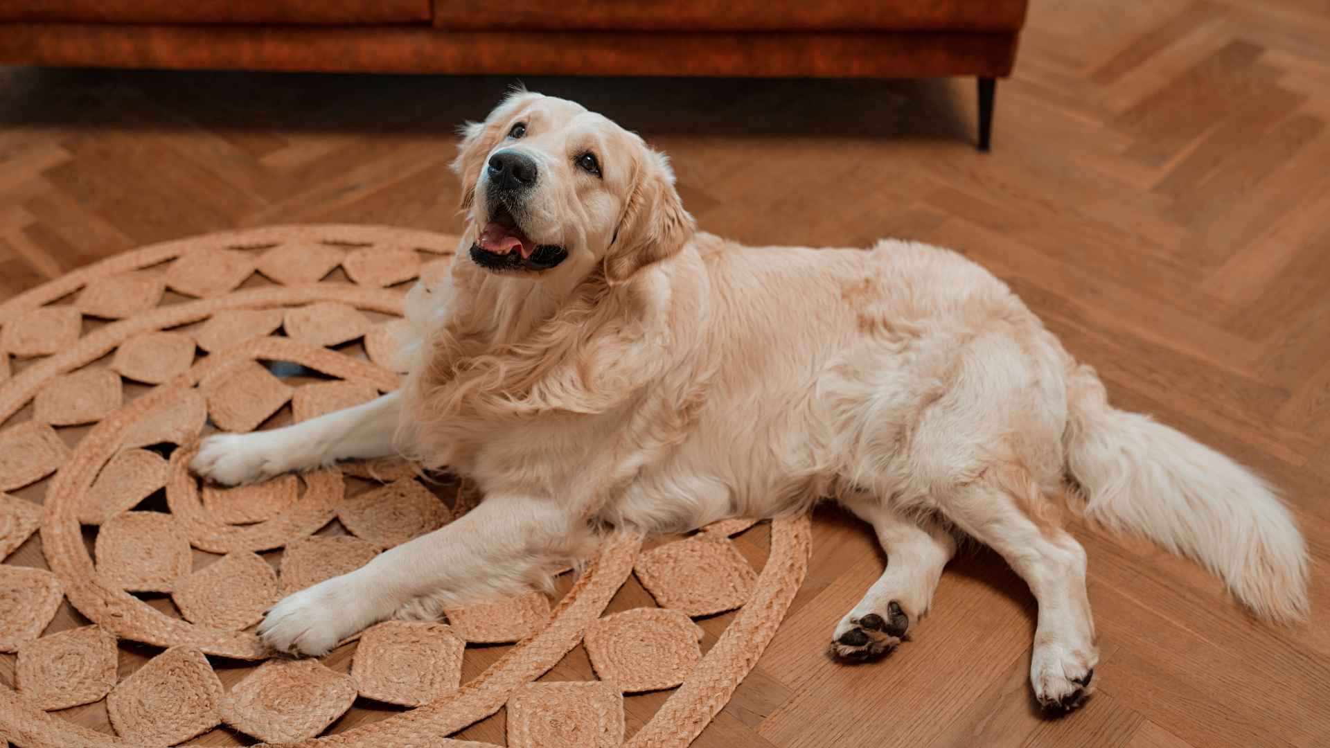 Top 7 Low-Maintenance Grooming Large Dog Breeds