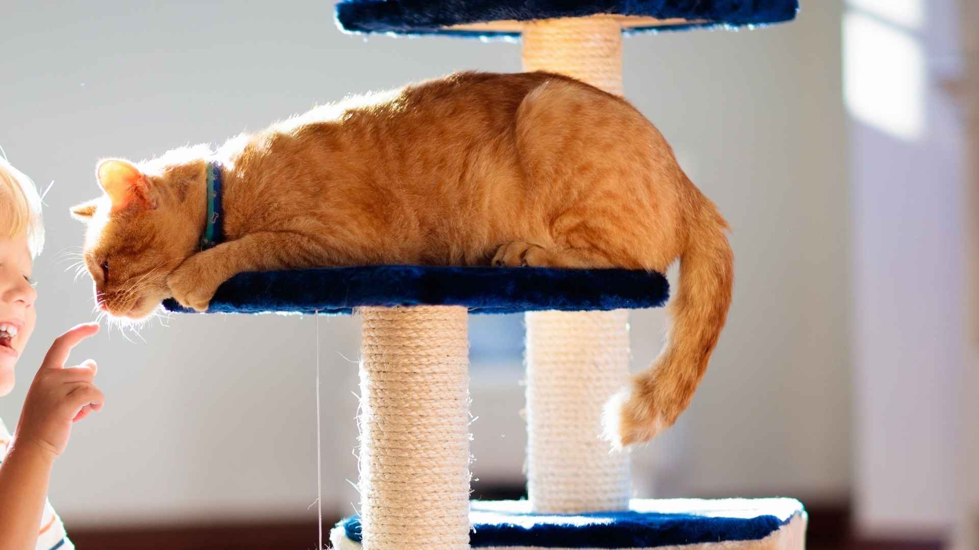 Top 7 Super Active Cat Breeds for Energetic Households