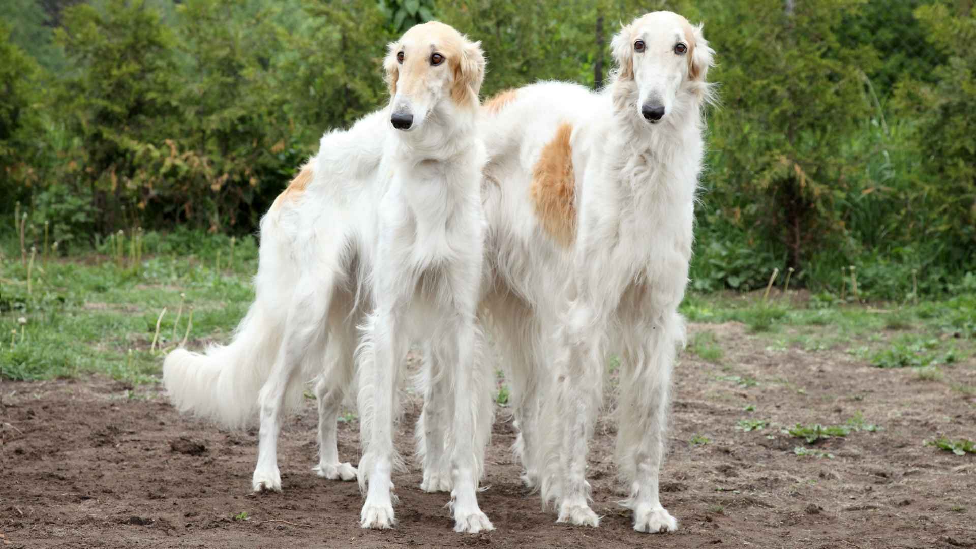 Top 7 Tallest Giant Dog Breeds That Rule in Height
