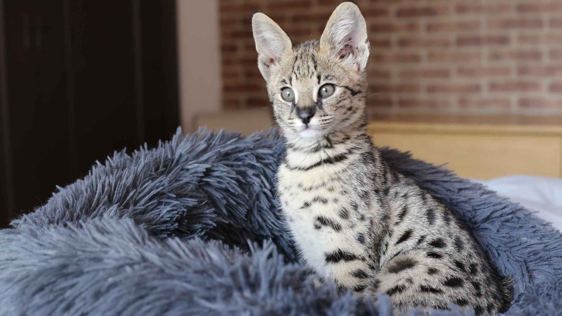 Unique Patterned Cat