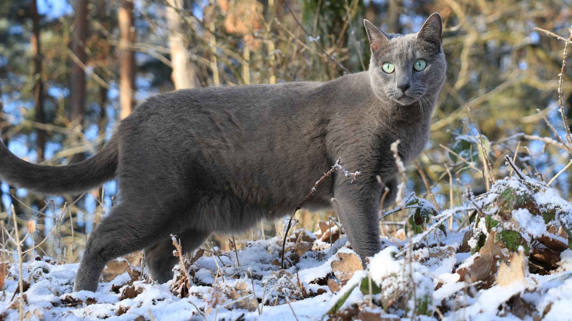 Top 7 Winter Coat Cat Breeds Perfect for Staying Warm