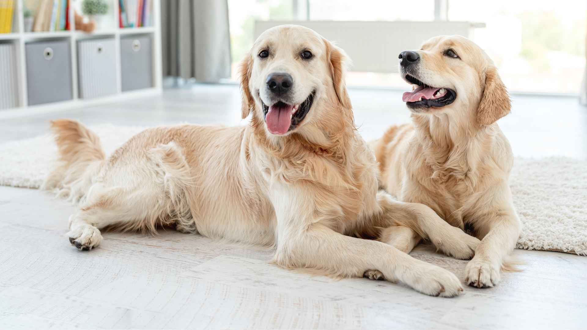 Top 9 Dog-Friendly Dog Breeds That Play Well with Others