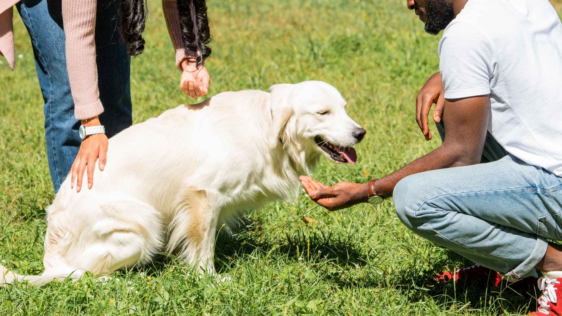 Top 9 Easily Trainable Dog Breeds for Effortless Obedience