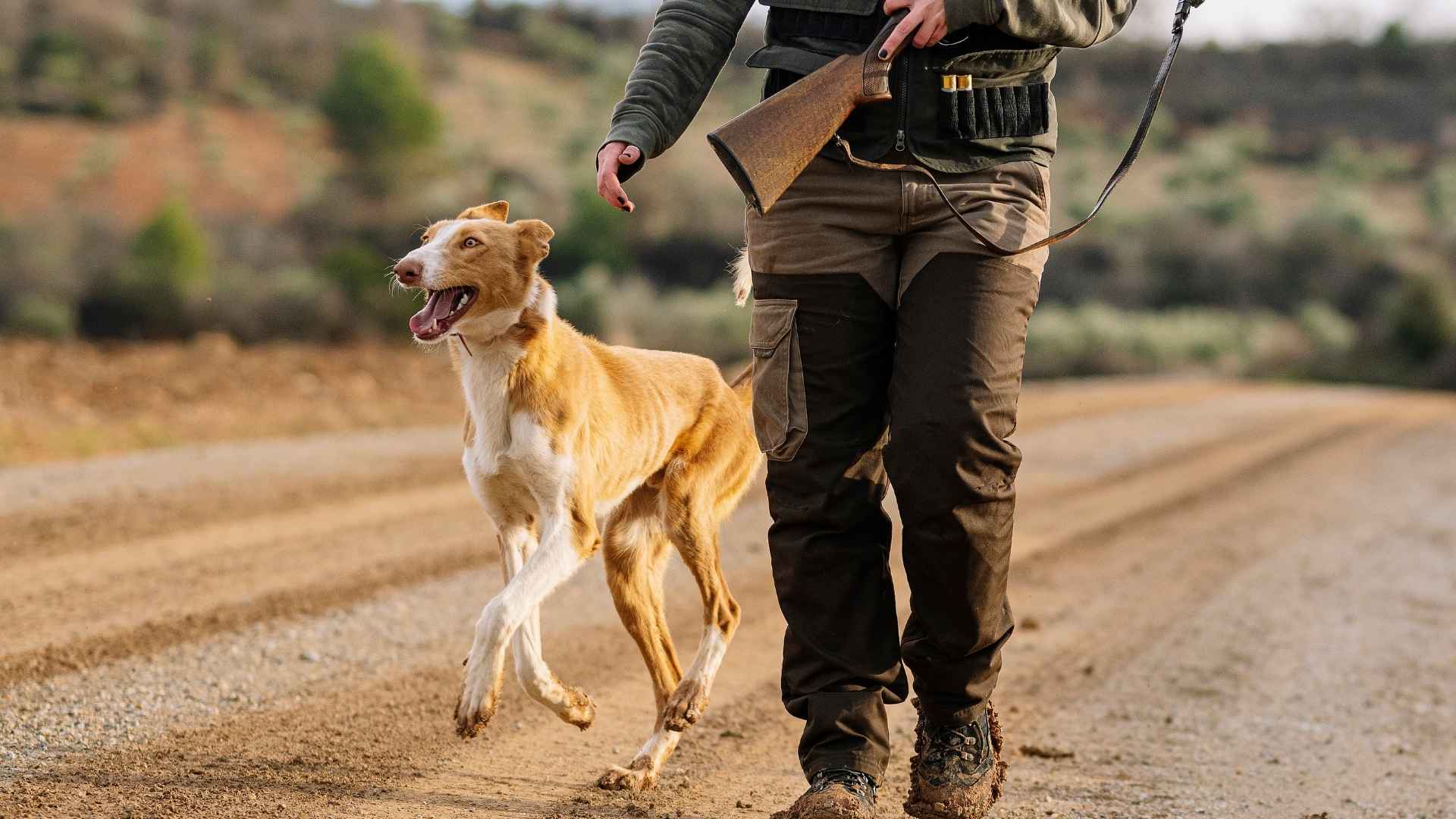Top 9 High-Drive Hunting Dogs for Serious Hunters