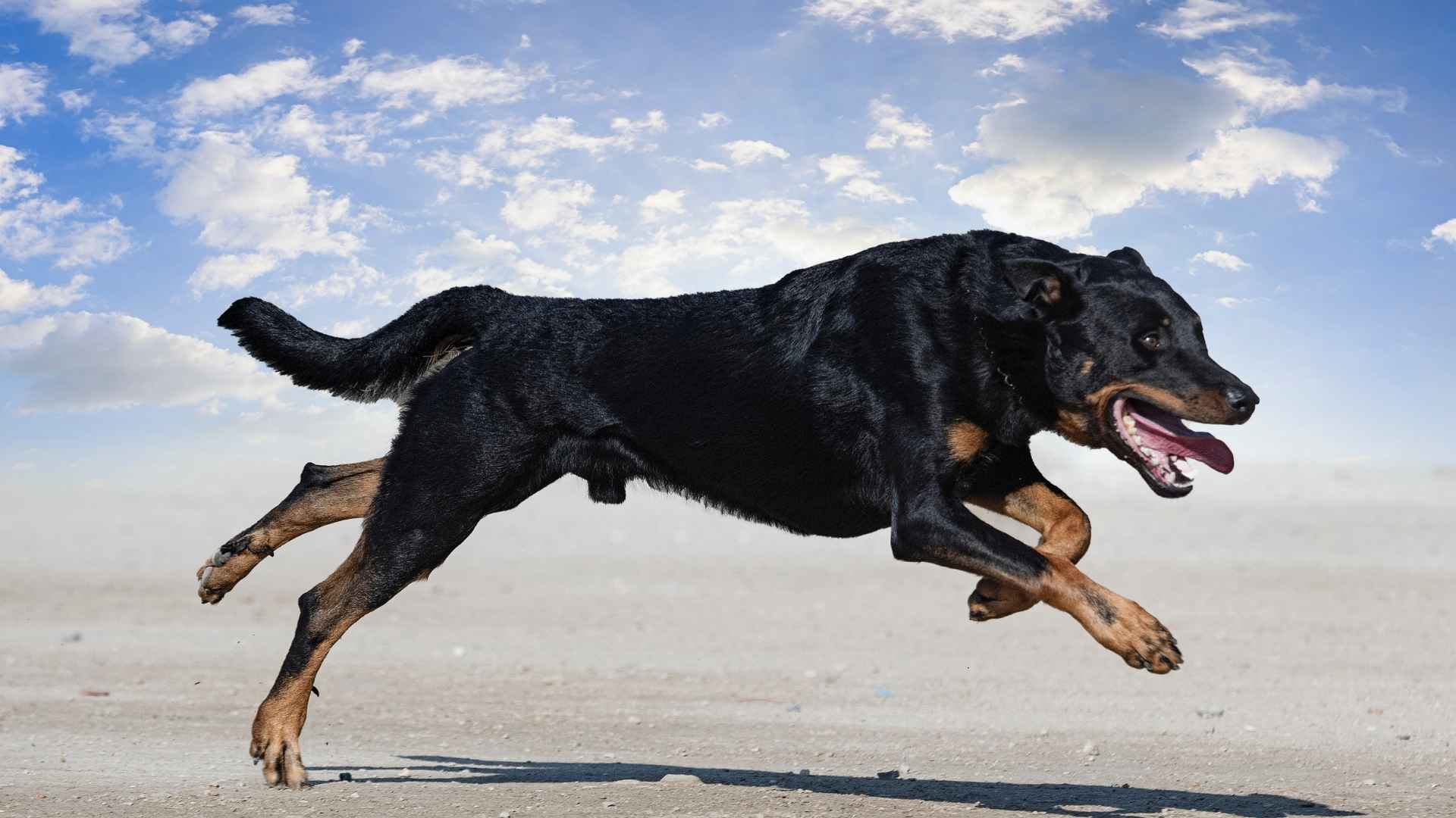 Top 9 High-Drive and Active Dog Breeds for Enthusiastic Owners