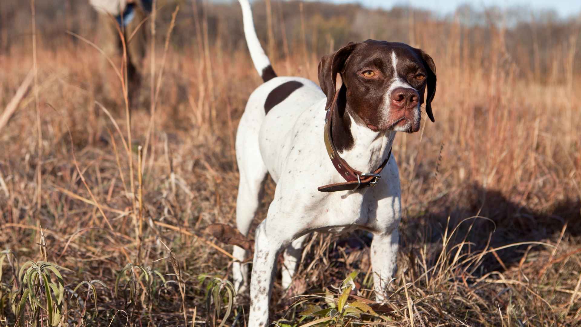 Top 9 Hunting Dog Breeds: Unleashing the Hunters!