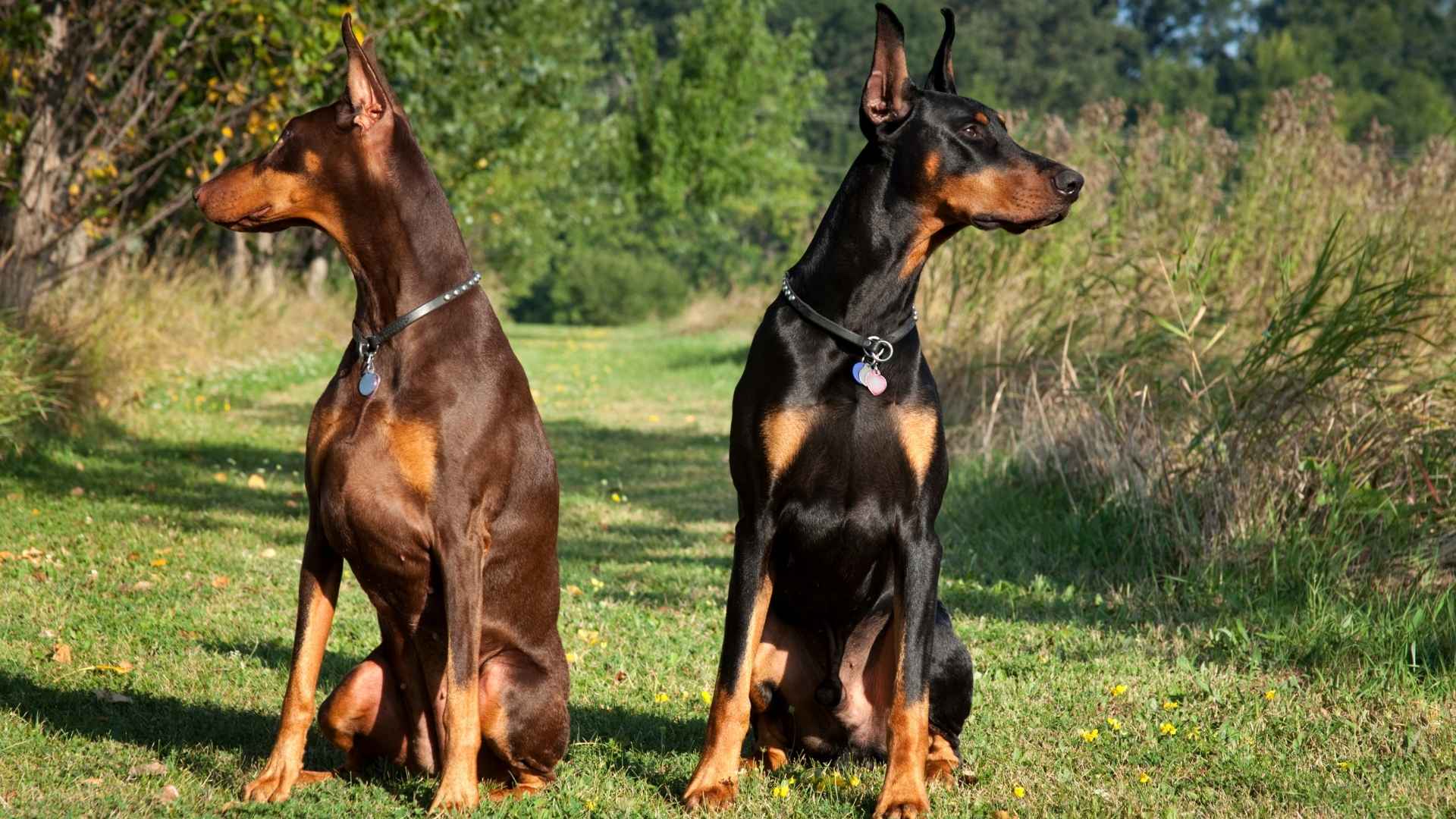 Top 9 Hyper-Aware Dog Breeds With Razor-Sharp Senses