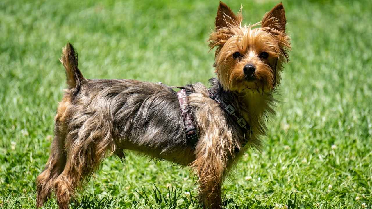 yorkshire terrier