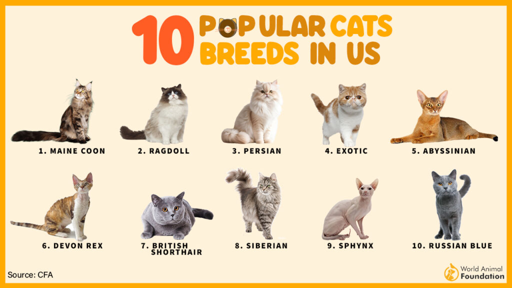 most popular cat breeds worldwide