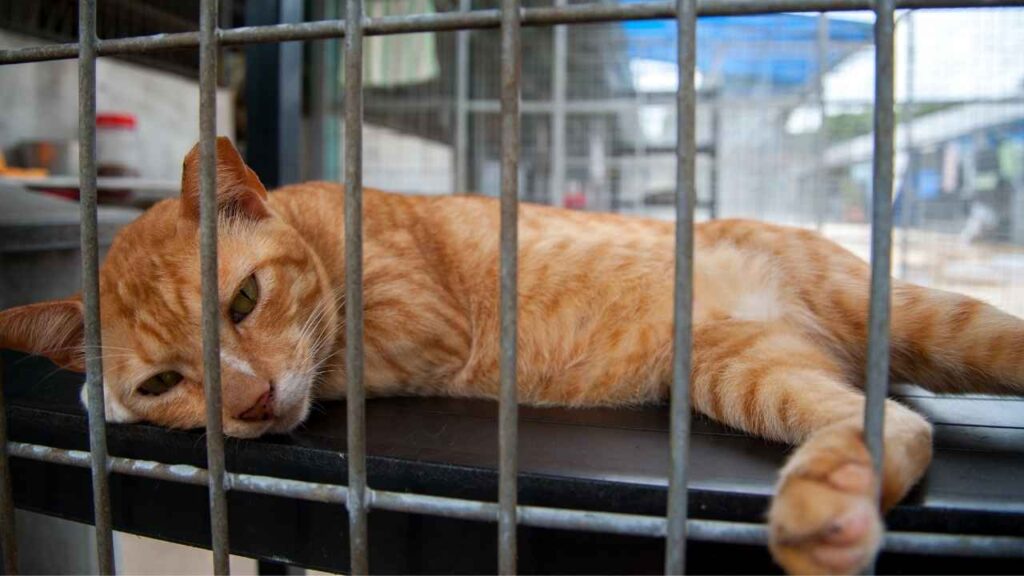 how-many-cats-adopted-from-animal-shelter