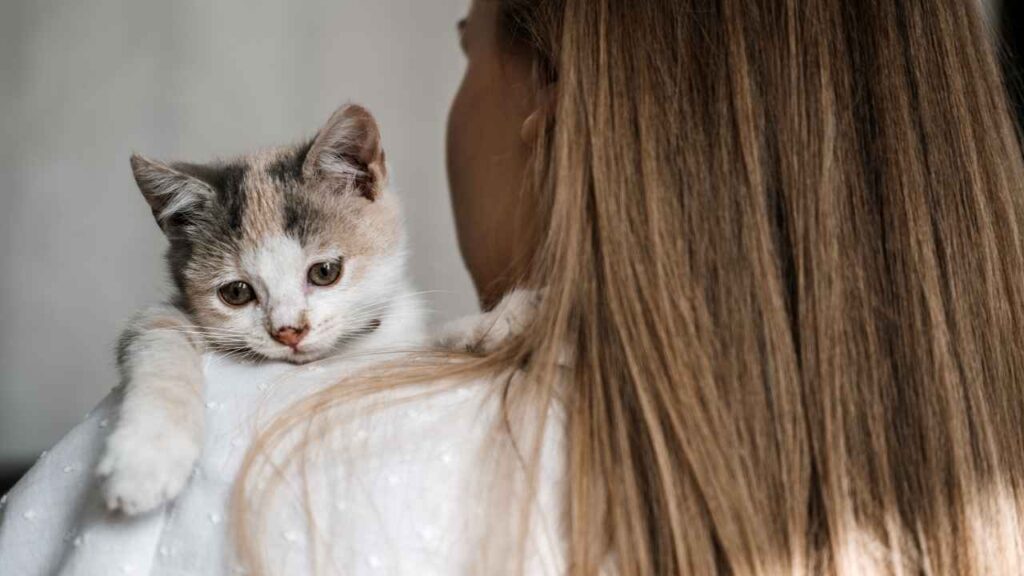 how many cats adopted from animal shelter