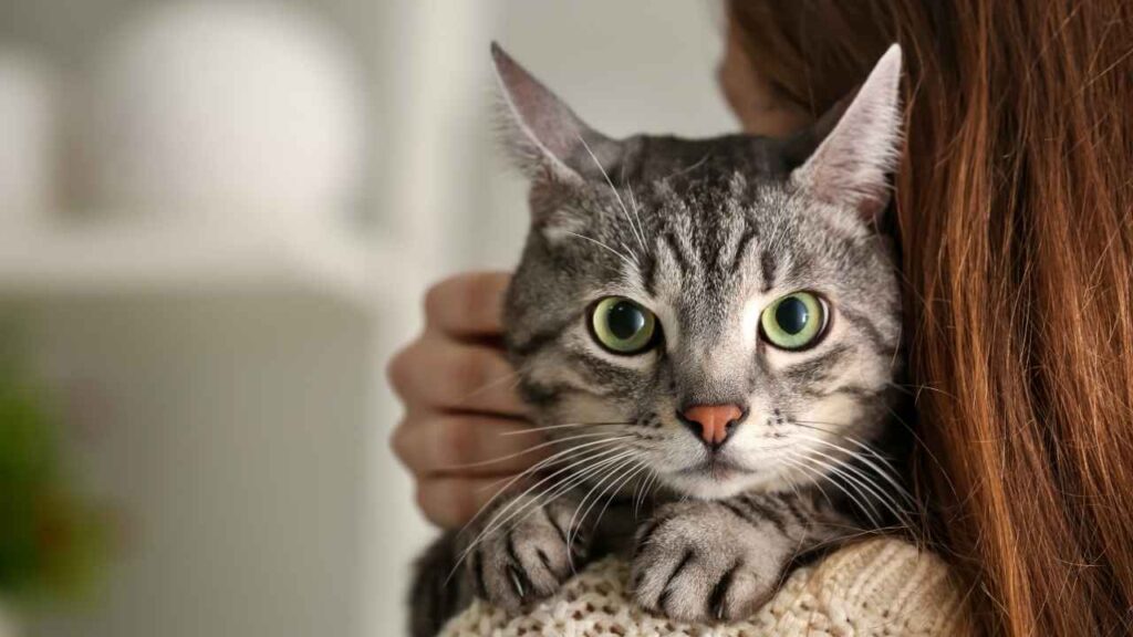 how many cats are in the usa