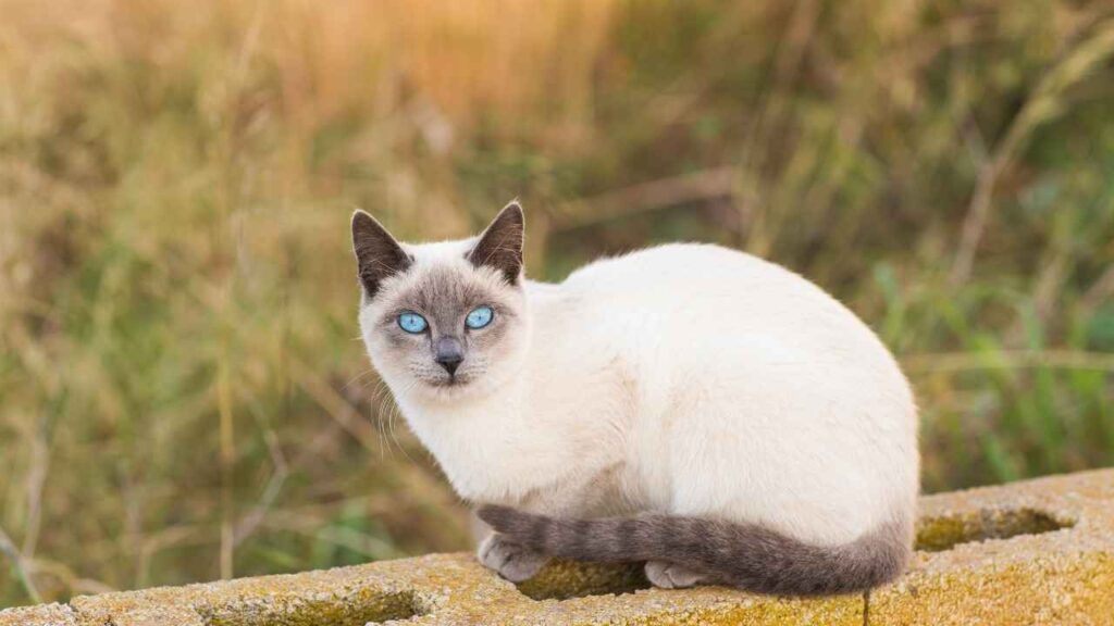 modern wedge siamese cat