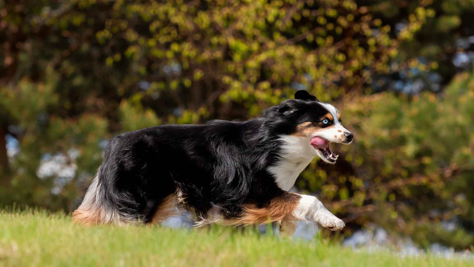10 Best Active Mid-Sized Dog Breeds for Energetic Owners