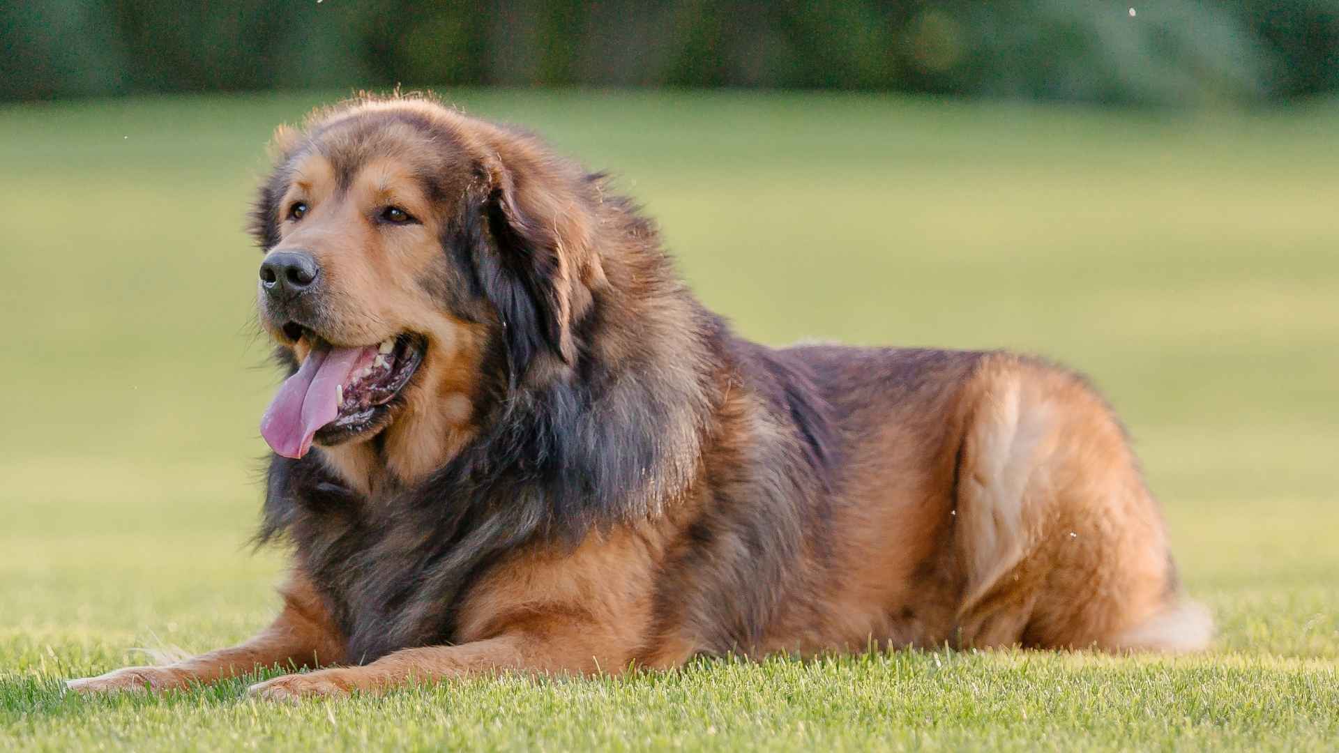 10 Best Massive Dog Breeds for Spacious Yards and Open Spaces