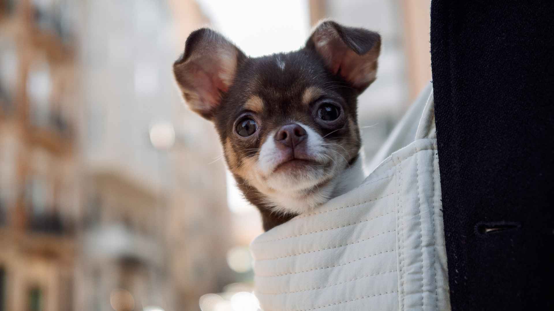 10 Best Pocket-Sized Dog Breeds for City Living with a long lifespan