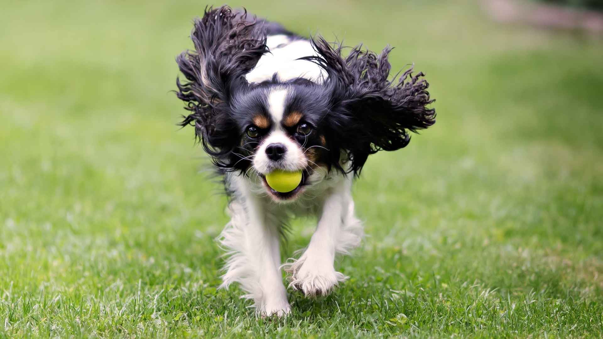10 Calm But Playful Dog Breeds for Family Adventures