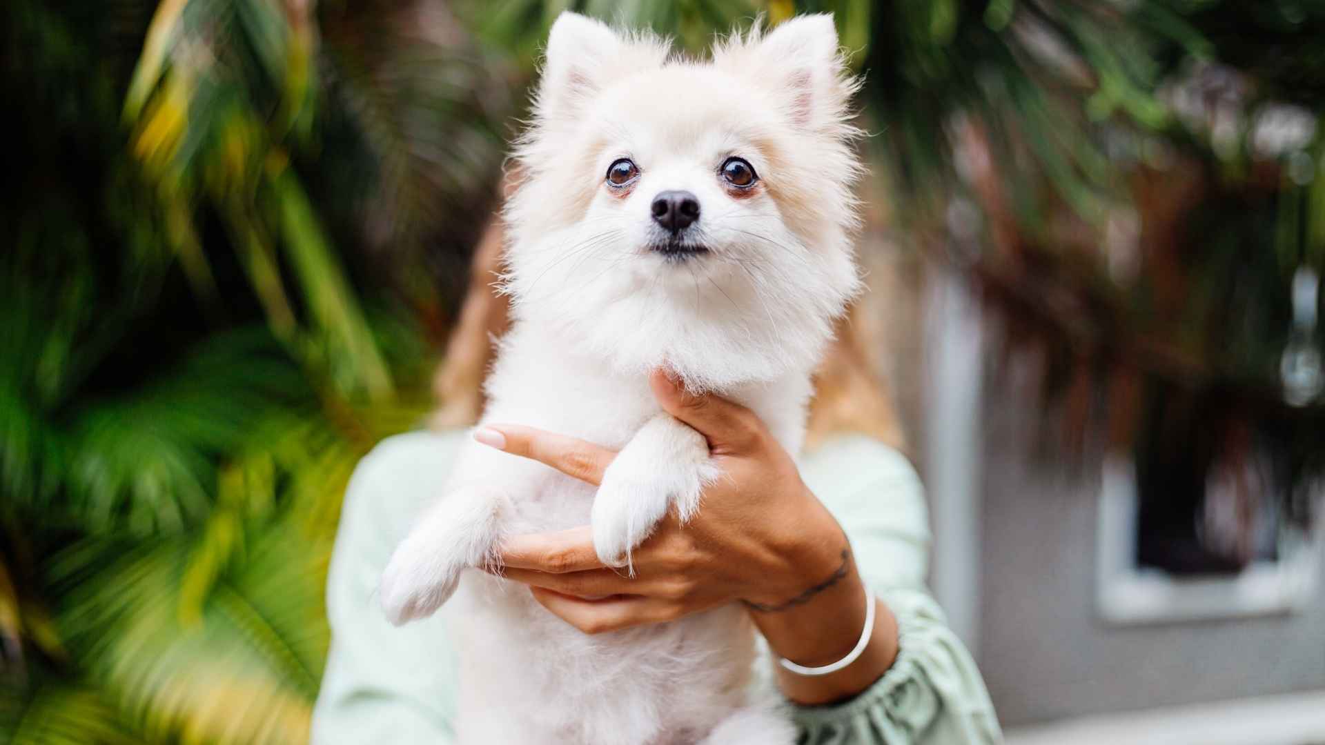 10 Compact Petite Dog Breeds: Small in Size, Big on Love