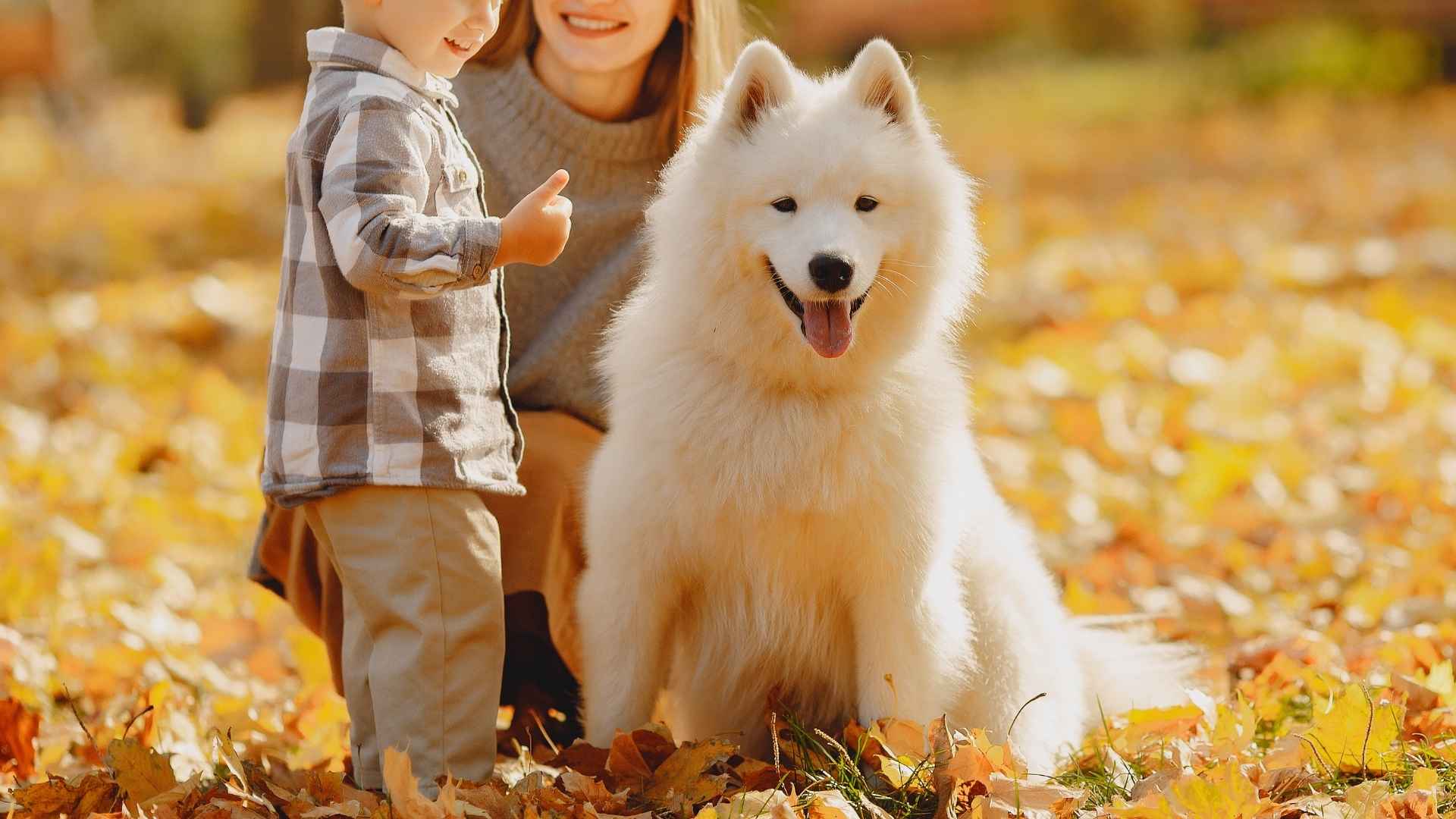 10 Dog Breeds Excellent with Young Children for Happy Families