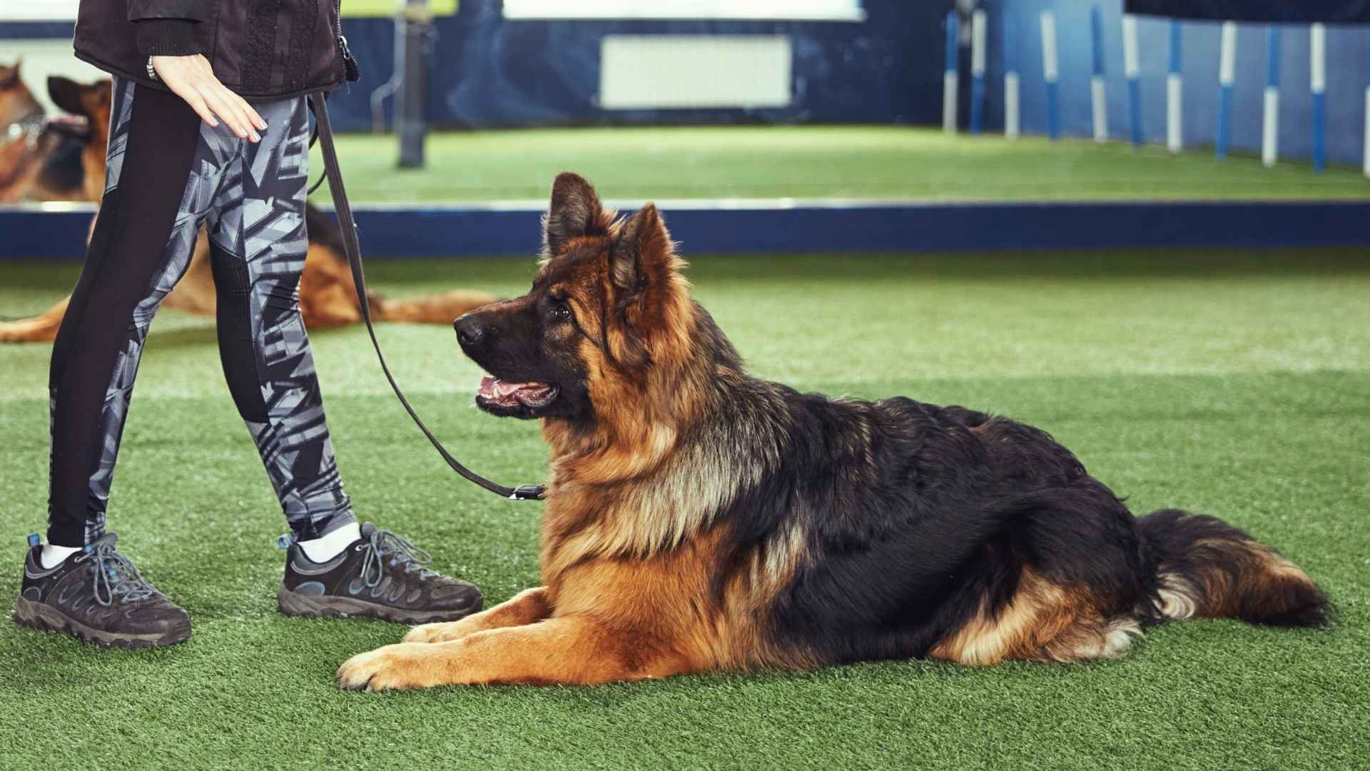10 Dog Breeds That Can Learn Tricks the Fastest