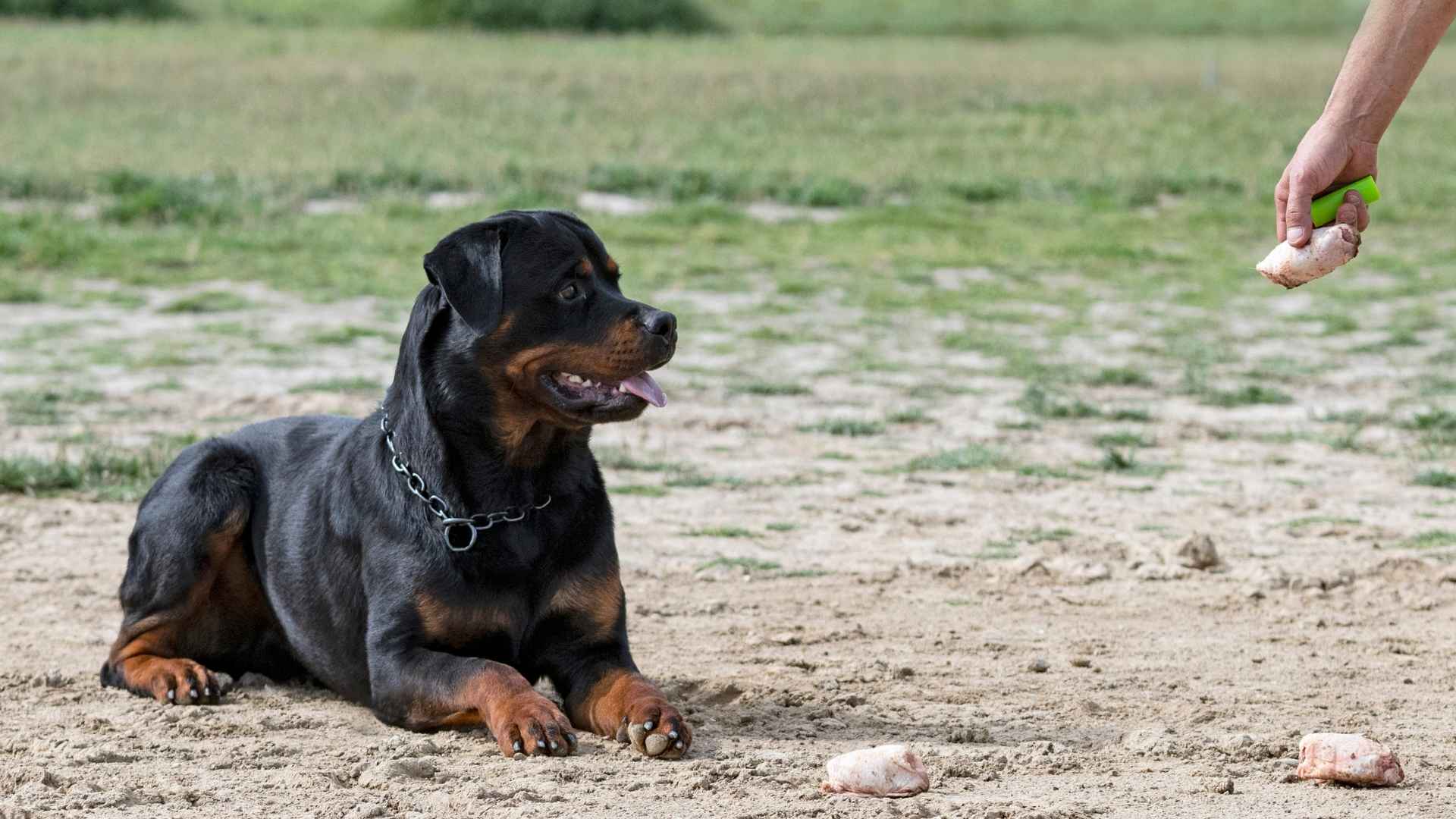 10 Easiest Dog Breeds to Train for First-Time Owners