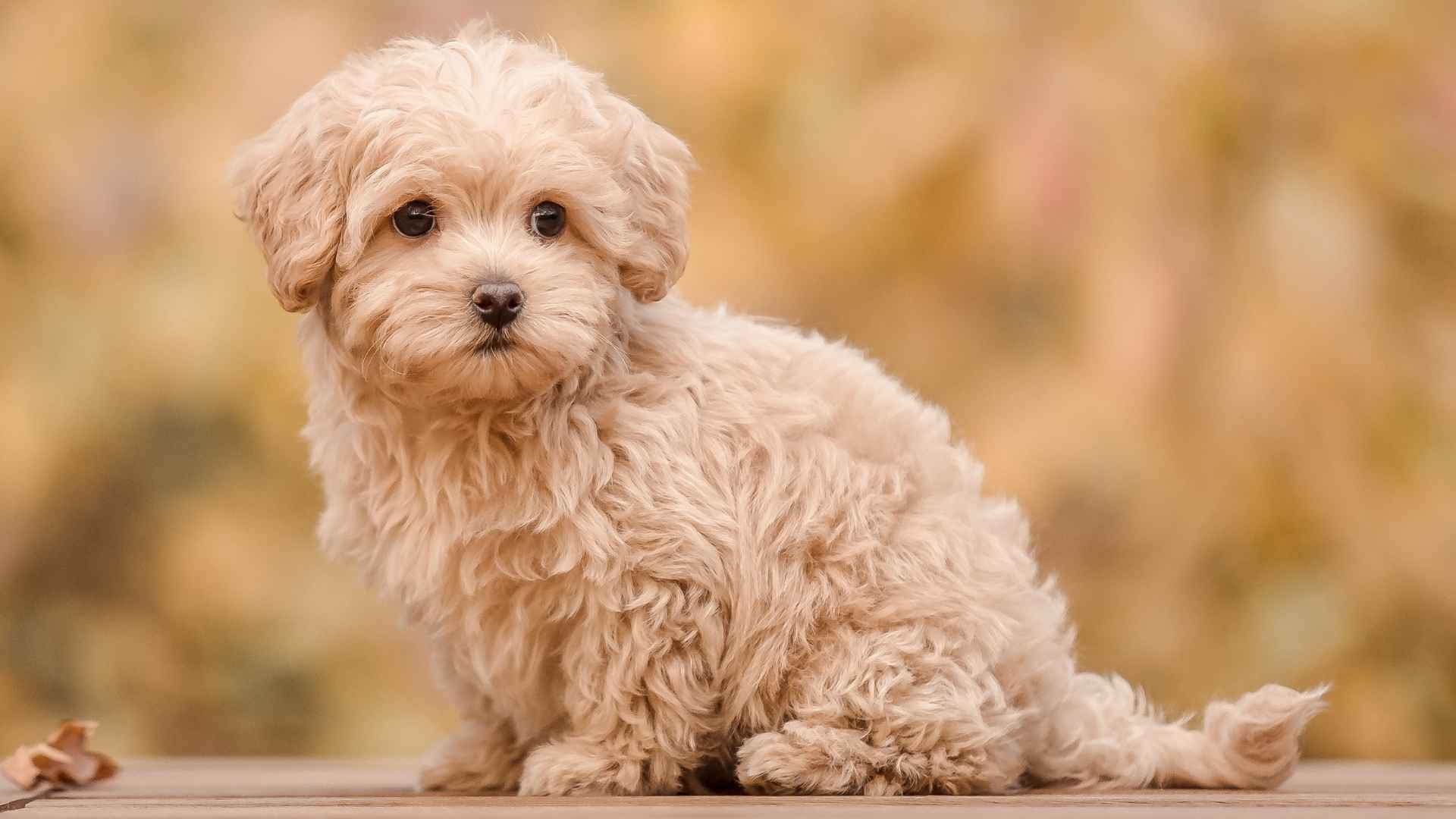 10 Extremely Cute Dog Breeds You’ll Instantly Fall in Love With