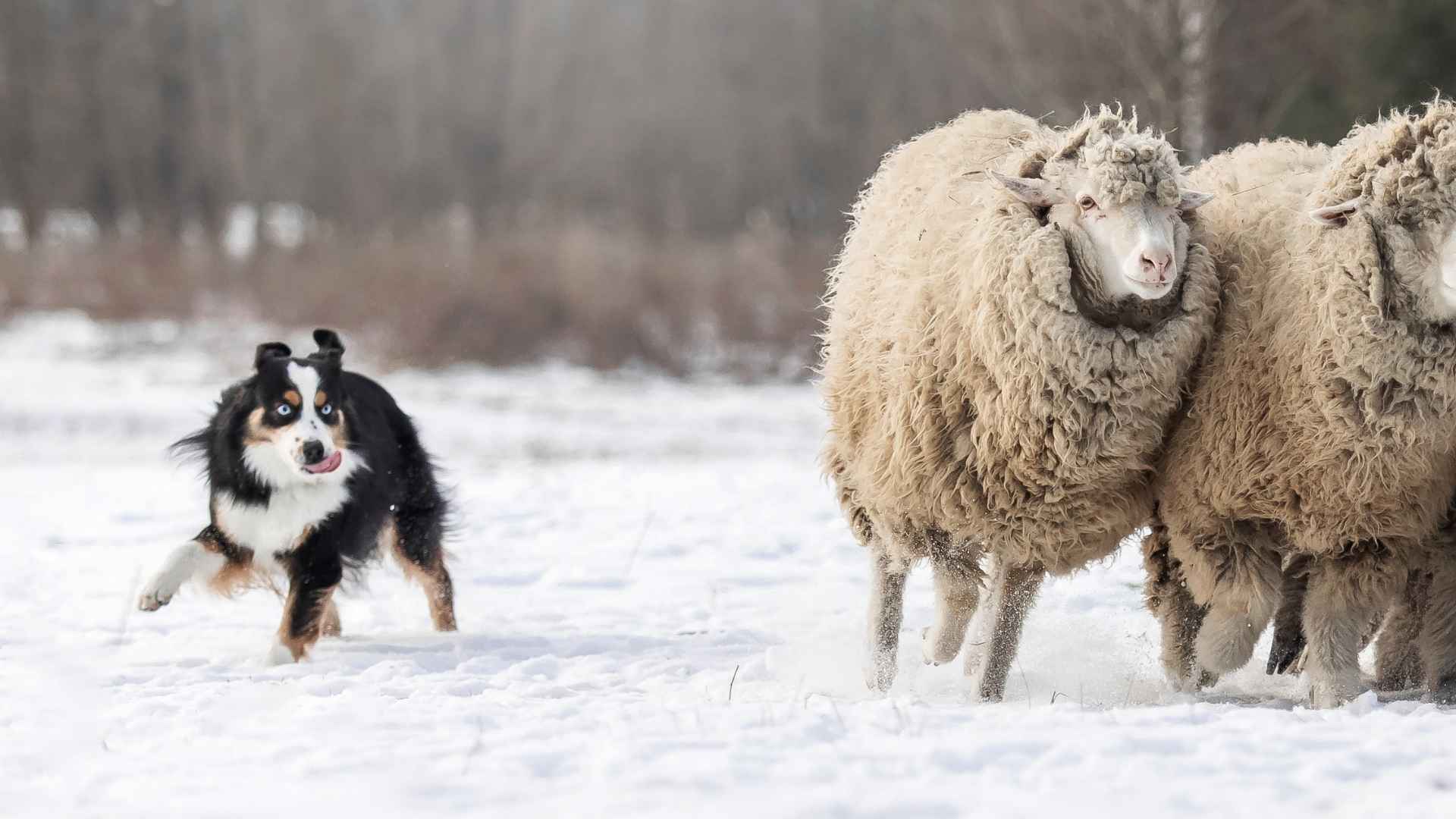 10 Hardworking Dog Breeds: The Most Loyal and Driven Canines
