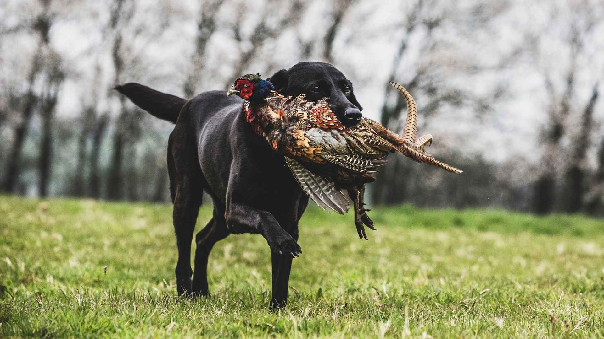 10 Highly Skilled Hunting Dog Breeds That Dominate the Wild