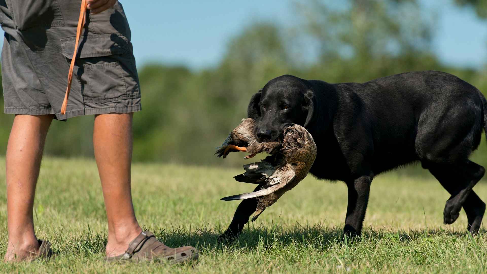 10 Highly Trainable Hunting Dog Breeds You’ll Love: Born to Hunt, Built to Learn