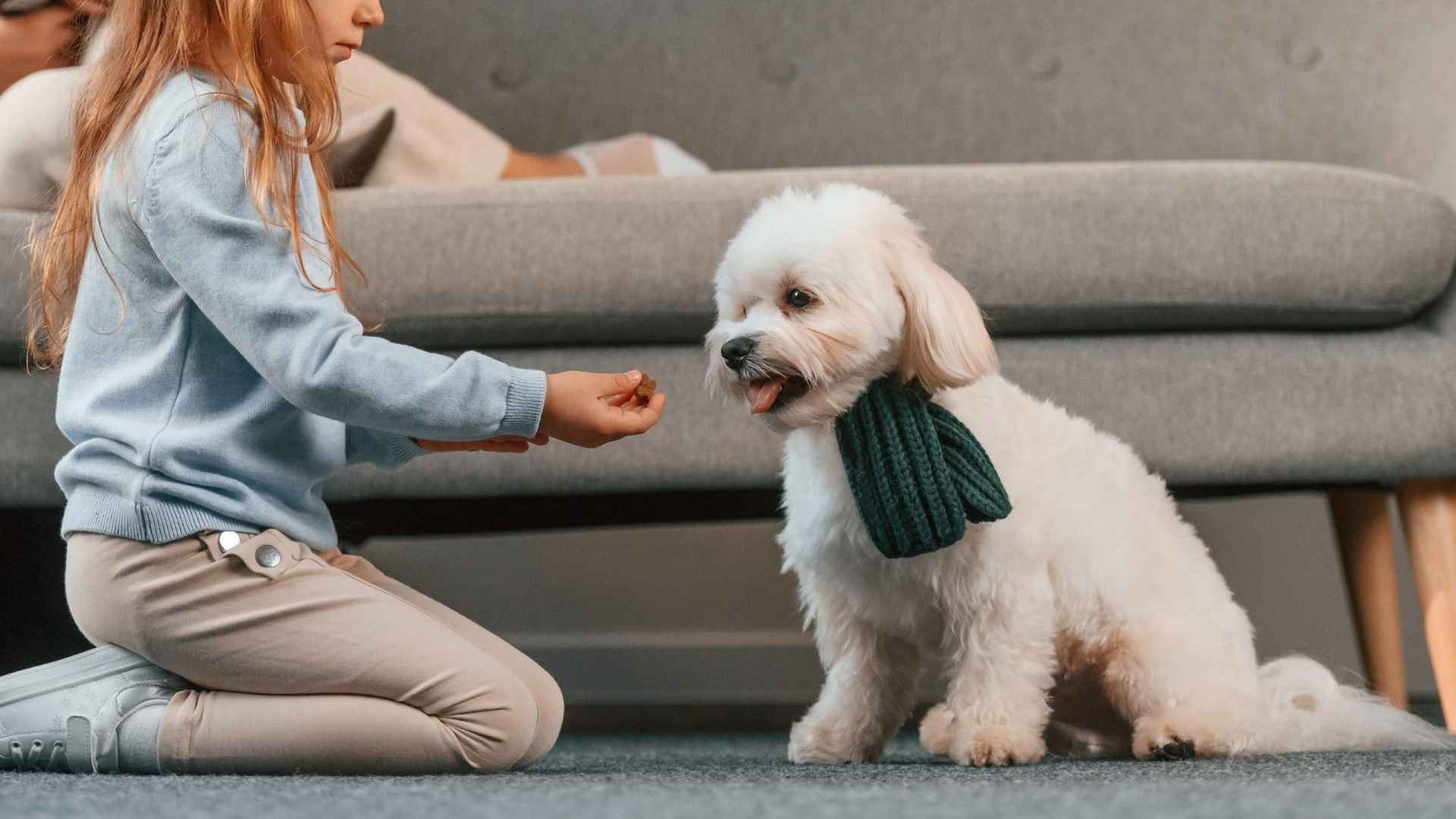 10 Highly Trainable Hypoallergenic Dogs: Teach, Train, and Breathe Easy