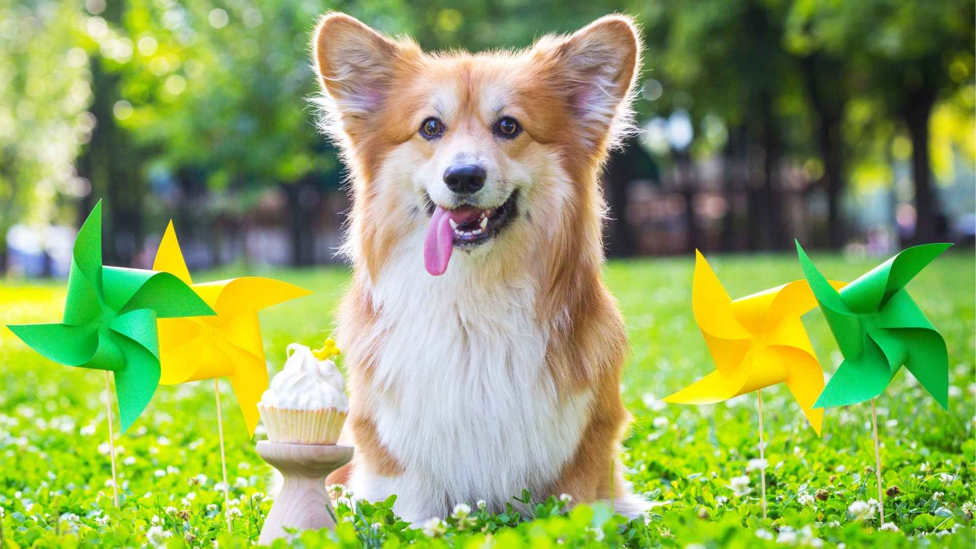 10 Most Goofy Dog Breeds That Will Keep You Laughing