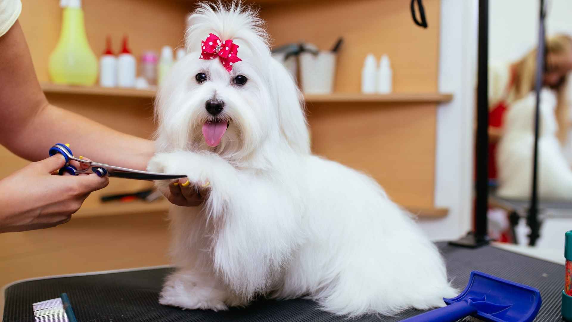 10 Regular Grooming Required Dog Breeds: High-Maintenance Pups