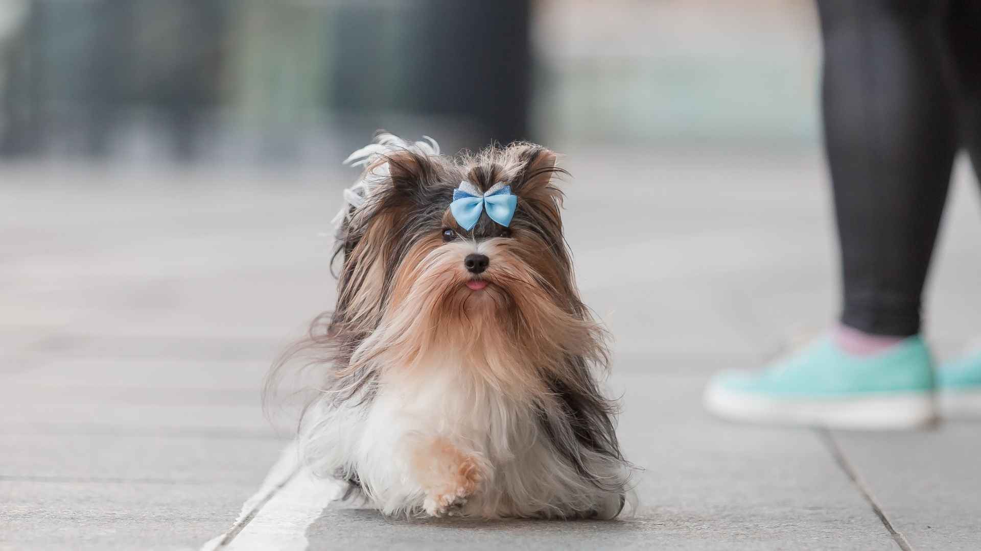 10 Small Purebred Dog Breeds: The Originals