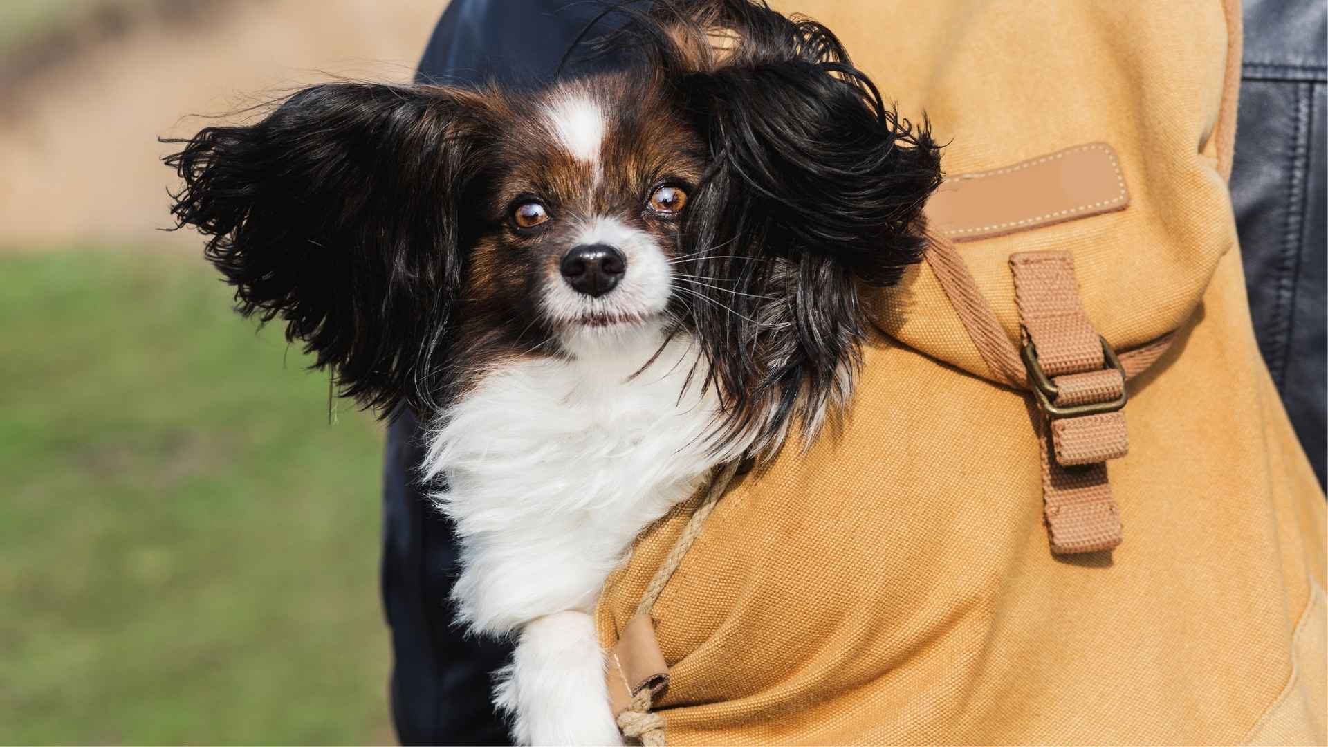 10 Smart Pocket-Sized Dog Breeds That Are Easy to Train and Love