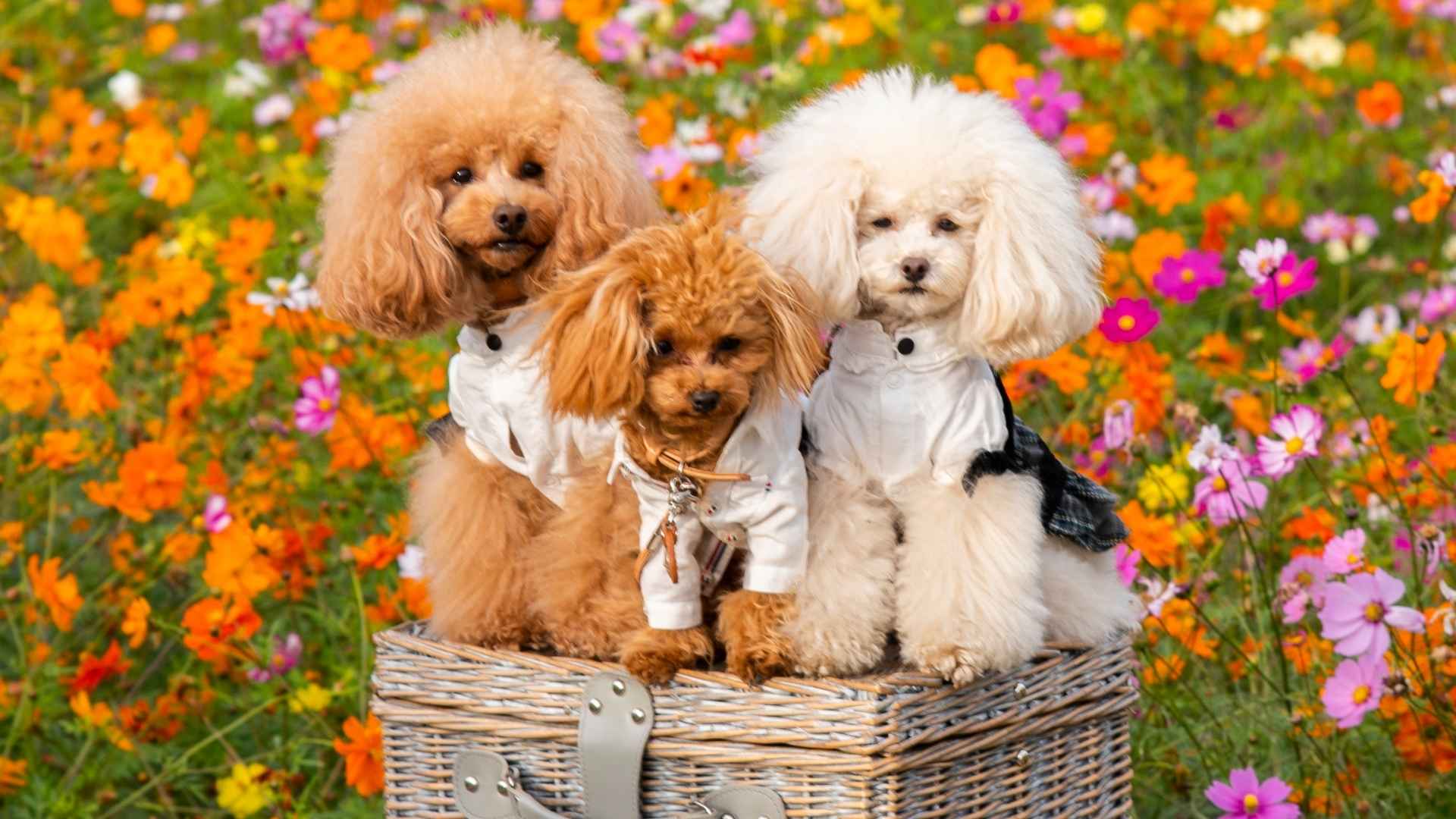 3 Types of Poodles: Standard, Miniature & Toy Explained